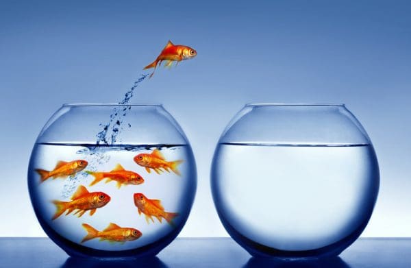 A goldfish leaping into another fish bowl